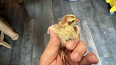 20+ Celadon Blue Quail Mix Jumbo Only Hatching Eggs, NPIP & PT Tested