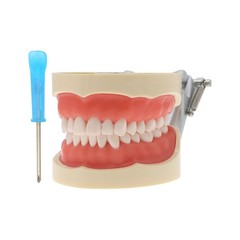 Dental Typodont Teeth Model With Removable Teeth fit Kilgore NISSIN 200/500 Type