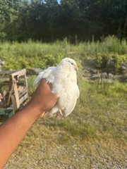 Texas A&M Jumbo White Quail Hatching Eggs