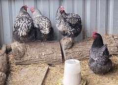 14 Pure English Orpington Hatching Eggs Mauve, SL,Mauve Laced, Choco, Huge Birds