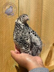 12 RARE COLORS Celadon Coturnix quail hatching blue eggs – 1 dozen mixed variety