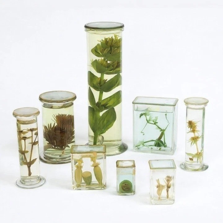 ABGIL Plant Pathology Museum Specimen Jar