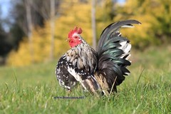 18+ Fertile Show Quality Serama Chicken Hatching Eggs