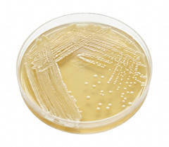 Potato Dextrose Agar- 10pk, IPM Scientific, 100mmx15mm