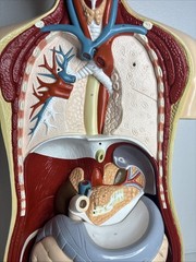 Denoyer-Geppert Body Torso Anatomical Model See Description