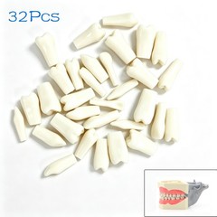 US 32Pcs Dental Individual Replacement Teeth Fits Columbia 860 Typodont Model
