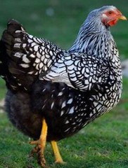 10 PUREBRED: 2 Ayam Cemani, 2 Silver/gold Laced &6 more breed eggs.
