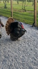 Osceola Hybrid Turkey Hatching Eggs (One Dozen)