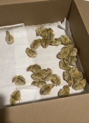 36 – Jumbo Pearl Fee – Coturnix Quail Hatching Eggs – Rare Color