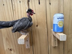 Kikiriki Chicken Hatching Eggs 12+ Micro Puerto Rican Hen Rooster Mini Dozen