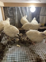 25++ Fertile Jumbo Wild White Coturnix Quail Hatching Eggs