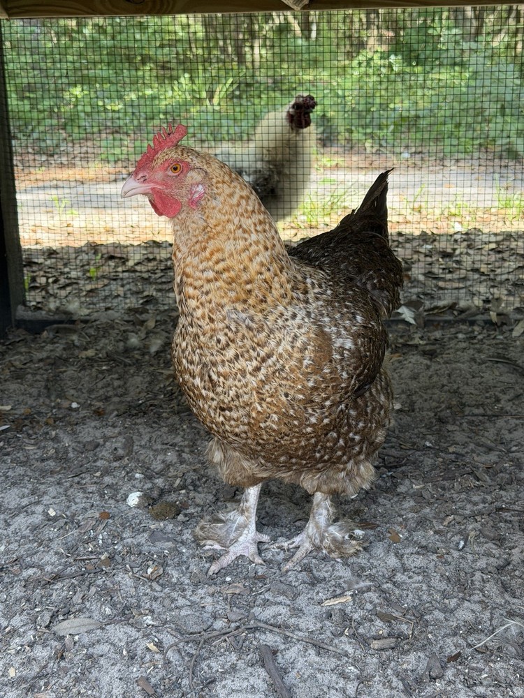 6+ Beautifully Speckled Dark Brown Golden Cuckoo Marans Hatching Eggs.