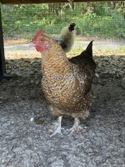 6+ Beautifully Speckled Dark Brown Golden Cuckoo Marans Hatching Eggs.
