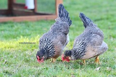 12+ Fertile Homozygous Cream Legbar Chicken Hatching Eggs