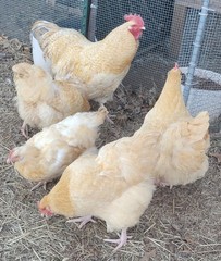 12 premium Lemon Cuckoo English Orpington hatching eggs!! NPIP/AI clean flock