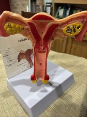 Anatomy Model of Human Uterus & Ovary – Educational Study Tool for Medical Use *