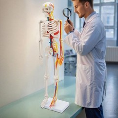 Anatomical Skeleton Model 33.46″, Detachable with Blood Vessels & Base