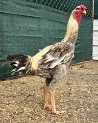 12+ Extremely Rare BLUE Real Indio Gigante Hatching Eggs RRA (((GUARANTEE)))