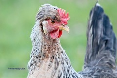 10+ Fertile Homozygous Cream Legbar Chicken Hatching Eggs