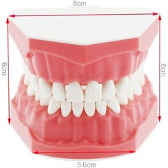 US Dental Typodont Teeth Model with Orthodontic Brackets Brushing
