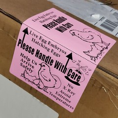 100 X-Large 6″ x 4″ Handle with care Hatching Eggs Shipping Labels Box Edge Seal