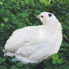 23+ Fertile Hatching Eggs Quail Coturnix Jumbo White Texas A&M Meat & Egg Birds