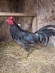 8 + Mug, Pumpkin, Blue, Black, RQ cross chicken hatching eggs