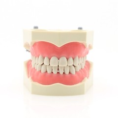 US Columbia 860 Type Dentoform Dental Typodont Model with 32Pcs Removable Teeth