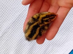 25+ Assorted Coturnix Fertile Quail Hatching Eggs – Variety Of Color
