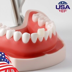 Temporary Dental Crown Resin Anterior Posterior Teeth Mixed Sizes Natural Color