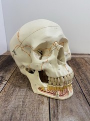 3B Scientific Classic Human Skull Model Opened Detachable Lower Jaw 3 Part