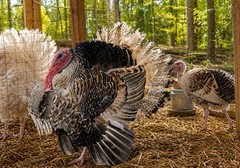 6 Heritage Breed Turkey Hatching Eggs. Please See Item Description For Breeds