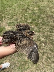 100+ RARE COLORS Coturnix Quail Hatching Eggs NPIP AI Free