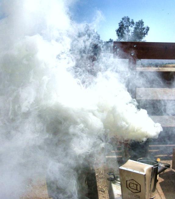 5 POUNDS SMOKER FUEL HONEY BEE KEEPING BEES HIVE SMOKE NATURAL PINE NEEDLES 5 lb