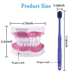 Dental Typodont Teeth Model with Braces Orthodontic Teaching Patient Demo Study