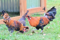 6+ Gold Appenzeller Chicken Hatching Eggs
