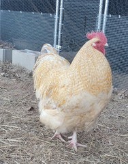 12 premium Lemon Cuckoo English Orpington hatching eggs!! NPIP/AI clean flock