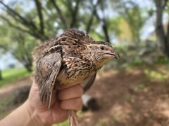 12 Fertile Coturnix Quail Hatching Eggs