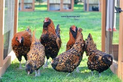 10+ Fertile Chicken Hatching Eggs Brahma Camani Serama Legbar Marans Owlbeard