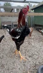 15+ Indio Gigante Hatching Eggs. Brazil NPIP ~ AI. TALLEST CHICKEN IN WORLD 🌎