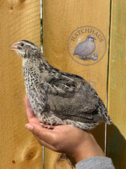 10+ JUMBOS RARE COLORS Coturnix Quail Hatching eggs – FREE SHIPPING