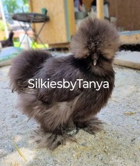 6+ Fertile Bantam Silkie Chicken Hatching Eggs. Frizzles/ Satins Possible.