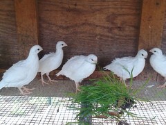 Snow White Bobwhite Quail eggs Fertility verified 20+ Very Nice Specimens