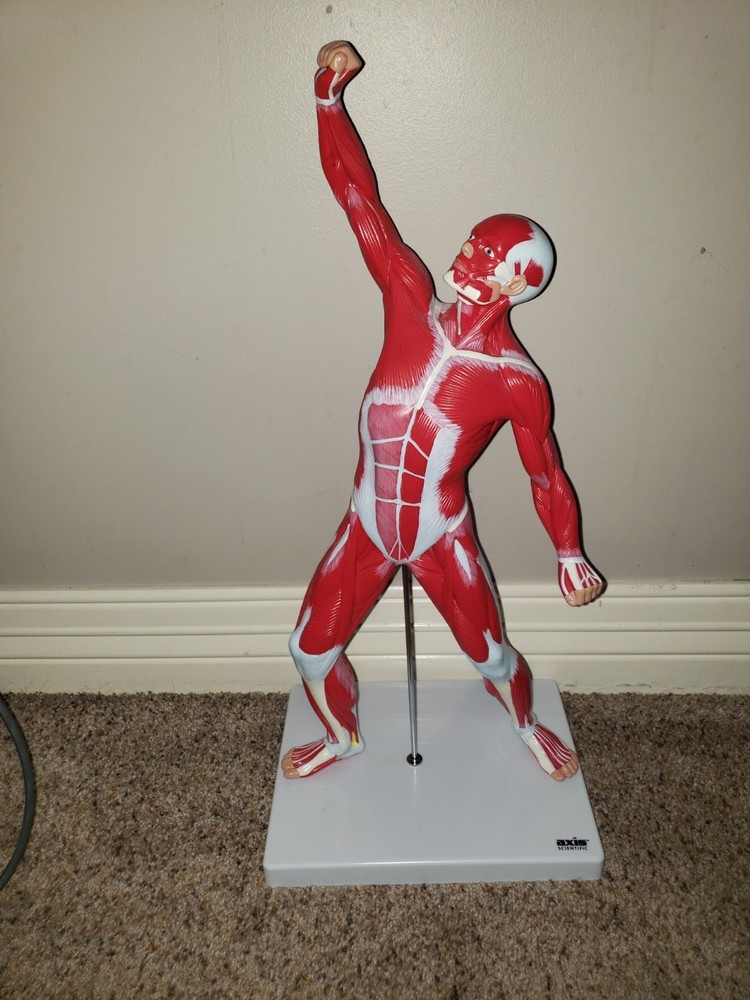 Ultrassist Human Anatomy Muscle Model 20 Muscular System Model