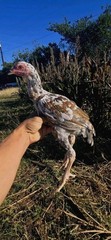 12+ Extremely Rare BLUE Real Indio Gigante Hatching Eggs RRA (((GUARANTEE)))