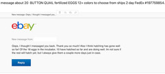 25 BUTTON QUAIL EGGS from 12+ vars ships 2 day FEDEX PLEASE READ Carton Packed