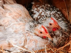 Bantam Cochin SMOOTH & FRIZZLE included 6 of each NPIP (12+ total) MIXED ORDER