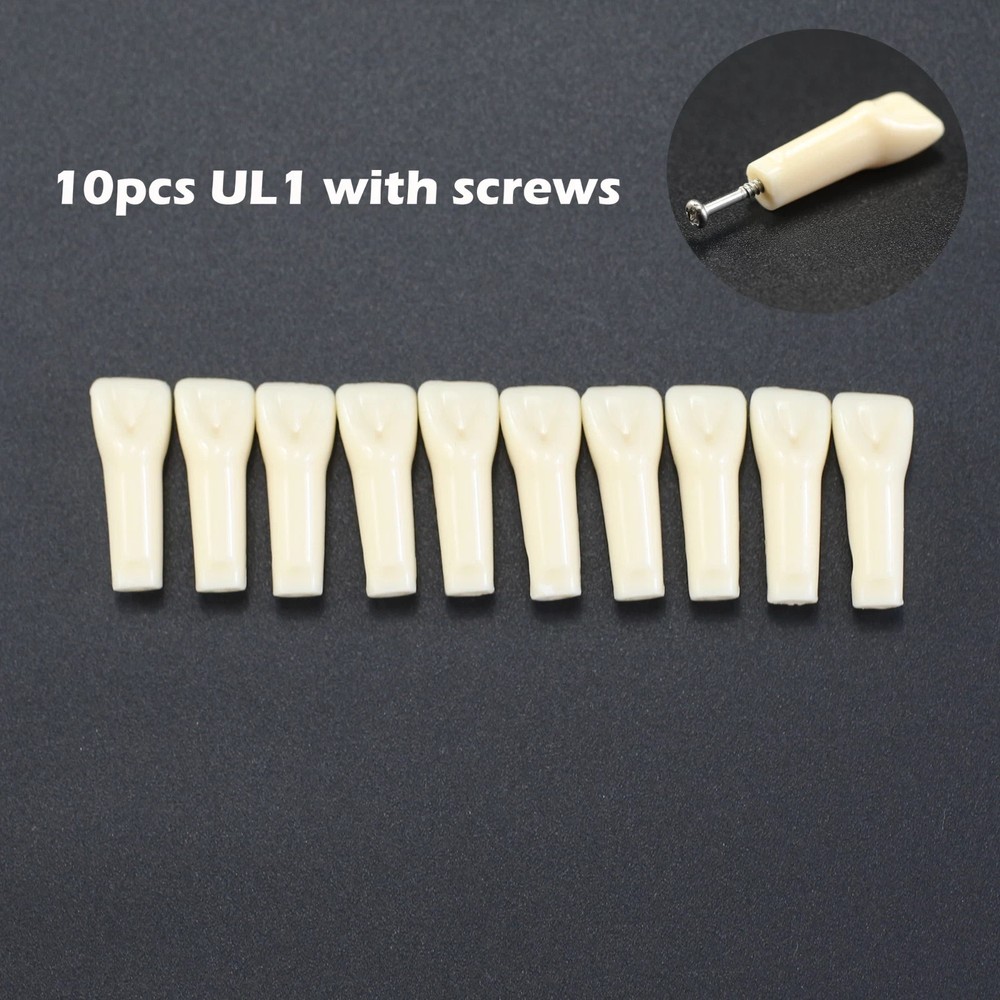 Kilgore NISSIN 200 Dental Typodont Individual Teeth Replacement for 32 Teeth