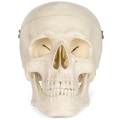 Medical Anatomical Skull Model – 1:1 Life Size Replica Anatomy Adult Human He…
