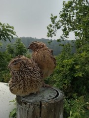 100+ brown pharaoh coturnix quail hatching eggs for sale